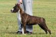 <span style="color: darkred">USA, AKC CH.</span> Genius AST Heroine of Apachstaffs