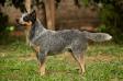  Nameh divinu's dog HEELER SELIVON