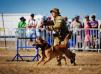 2013 Australian Defence Force Top Dog NORDENSTAMM KAOS