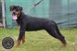 Rott Guardian Lesly