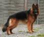 Pacco von Schloß Bladenhorst