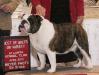BISS GCH (AKC) Lyerly's Lex Luther At Showtime