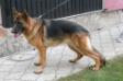 Luna Noster Amicus