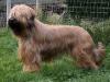 Fitou Goldblond De La Tour Saint Genin