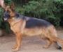 Redwood Run's Liberty Vom Schmidtenhausen