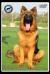 Bacco Vom Cairo