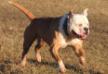 Willpower's Pretty Bull Floyd Money