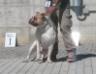 Bomberbulls Marley