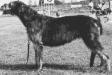  Ballykelly Cait of Gulliagh