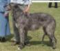 Pyefleet Rokesby