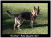 Boomer Baumgaertner