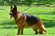 Fido Von Modithor