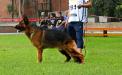 Baxter Del Rio Danubio