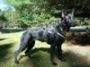 Obsidian vom Wildhaus
