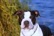 Iron Amstaff Sand Storm