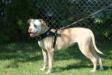 Prime Time's Ro-Bull Dog of HTK