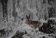 Crying Wolf Uma