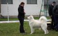 BISS, VBISS, VBIS, ICh, MVCh, MGCh, MCh, JCh, MVW, MCW Billy Hajndlberg's Alaskan Malamutes