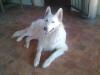 Von Cedarbergen Mystery Girl of Dolittlefarm (Tara)