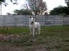 Dolittlefarm Pamina