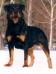 RUS CH Black Diamond Rott Holly