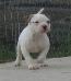 Bomberbulls White Pearl