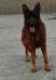Bobby Del Rio Danubio