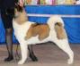 CH RUS, YCH RUS Regal Akitas American Dream