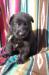 Floyd von Granville