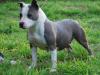 Nobilis Canis Andye