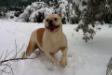Mr.Bull's Cesira