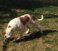 Chappell's Misdemeanor