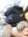Leopold (Koda) Von Monte Sion