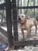 ASHWOOD KENNELS BOSS HOGG