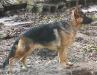 Teyla vom Sonnenhund
