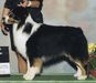 AKC GCH Northbay's Bee-Cuz You're Mine