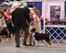 AKC GCH  ASCA CH UKC BIS CH Impact's Golden Ray