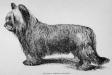 Thurkill (1892) KCSB 25686