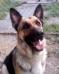 Aashka of German Shepherds