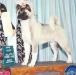 AKC/CAN/INT'L CH Echowood's Temperatures Risin'