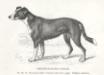 Yarrow (c. 1890) KCSB 5449