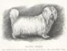 Lady Giffard's Hugh (c.1880)