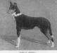 Fulke of Nashill
