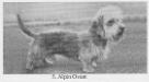 Alpin Ovant