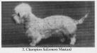 Salismore Mustard