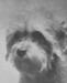 Hilary Judy (c.1934)