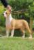 Atena PS Amstaff Torres