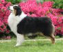 AKC GCH Greycliffs Lord Of The Rings