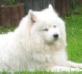  Classic Samojed Of Paradise Siska