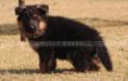 Cougar vom Dulls Kennel